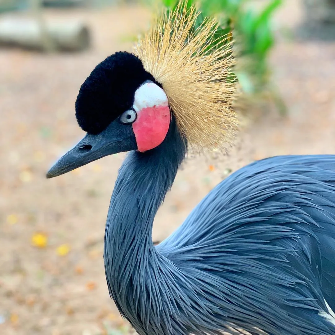 Zoo National d'Abidjan