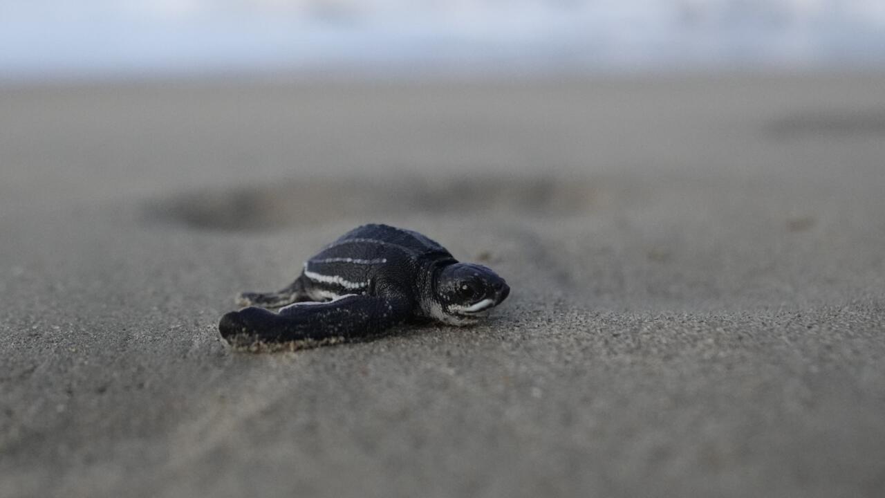 Centre de Protection des Tortues Marines