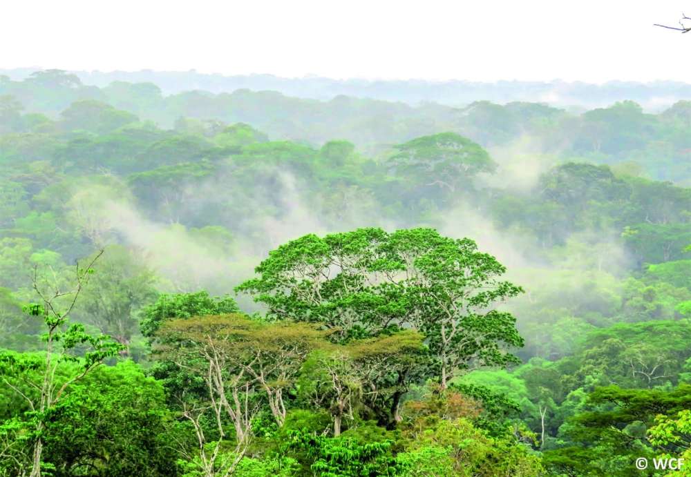 Parc National de Taï